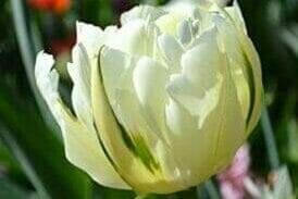 blomst spring emperor tulipan