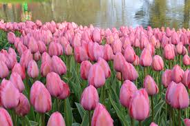 blomst pink impression tulipan 