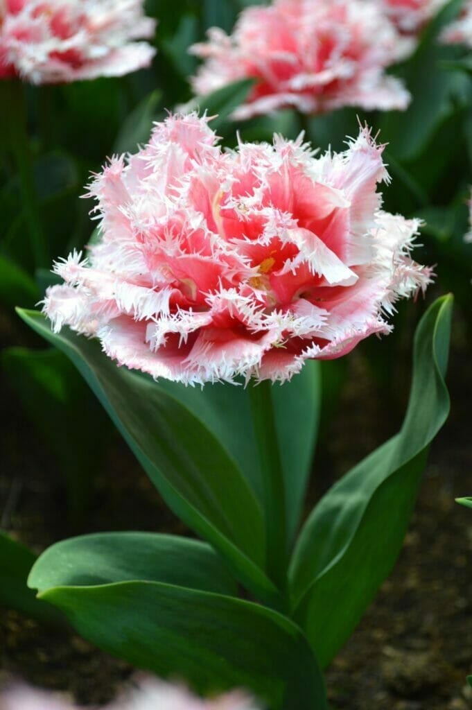blomst queensland tulipan
