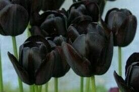 blomst queen of night tulipan sort