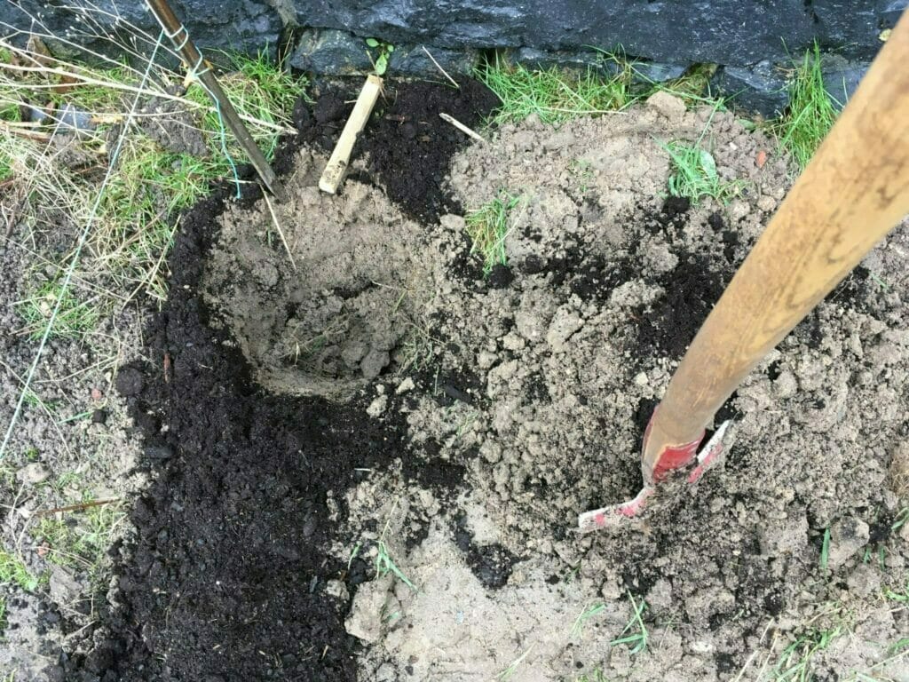 hækplanter ligusterhæk plantning