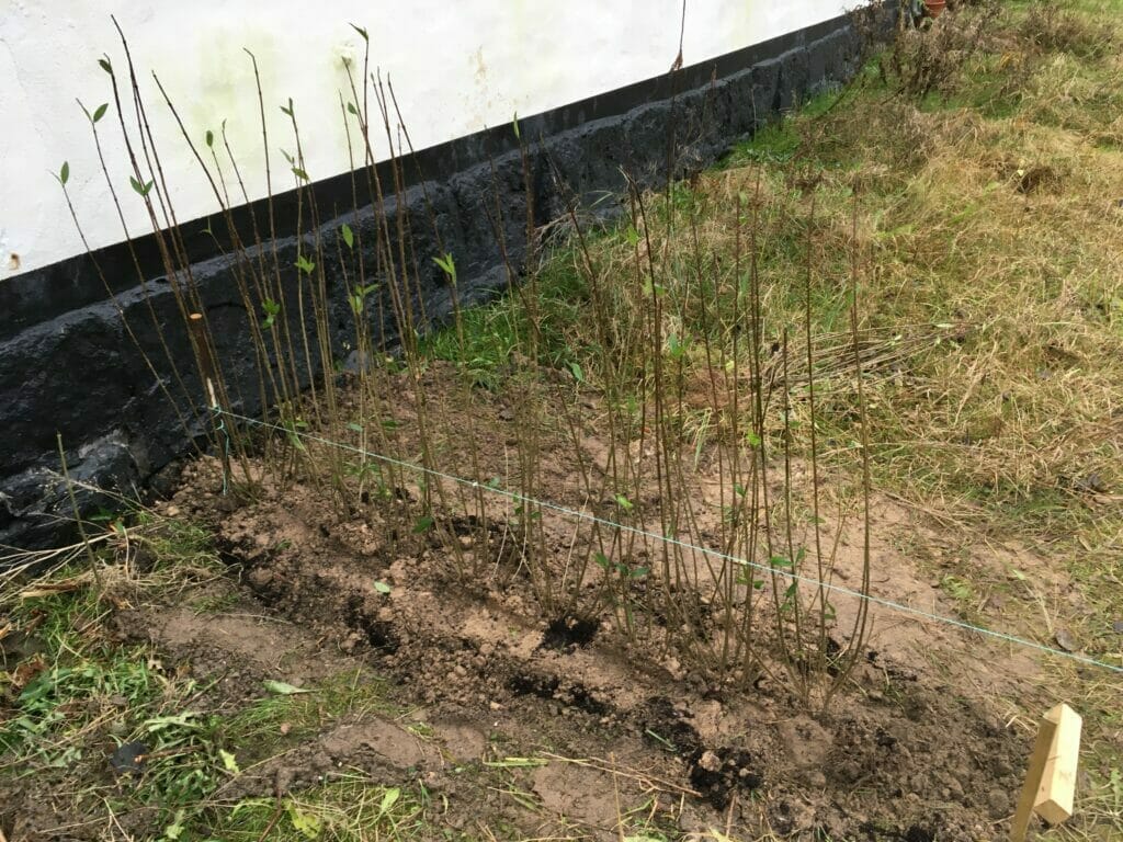 ligusterhæk plantning