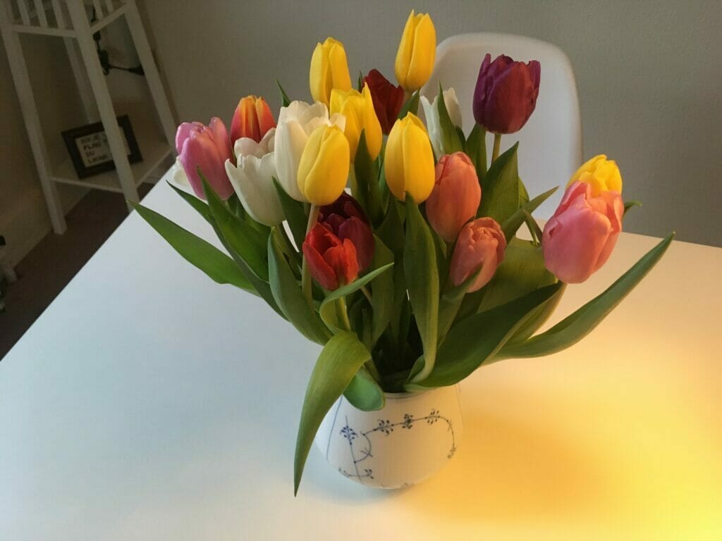 første forårsblomster