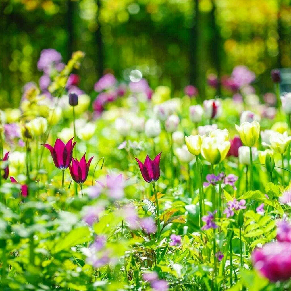 første forårsblomster tulipaner