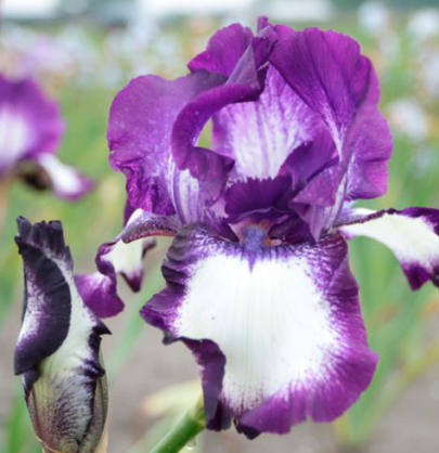Haveiris Iris Germanica