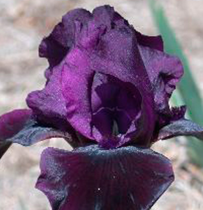 Haveiris Iris Germanica