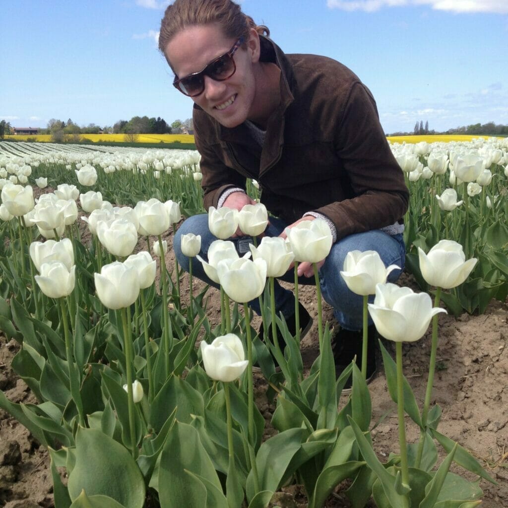 tulipan mark avl dyrkning af tulipanløg