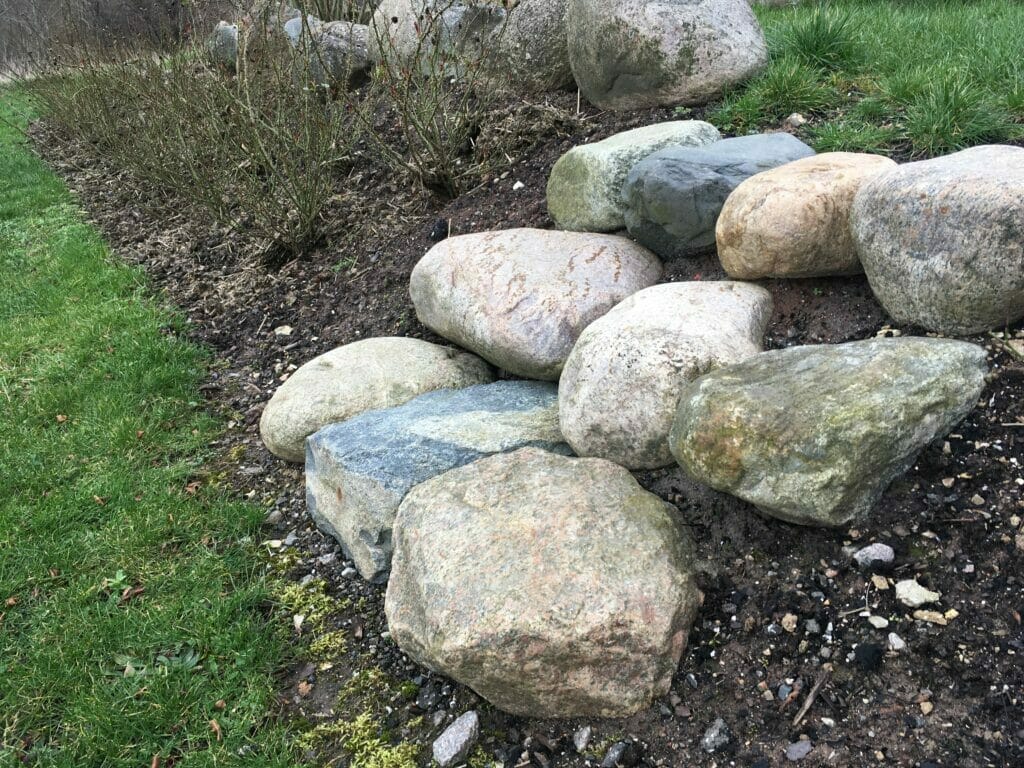 Beskæring af roser rosenhæk