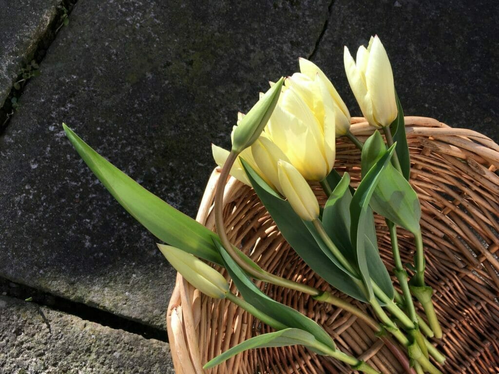 dyrkning af tulipanløg
