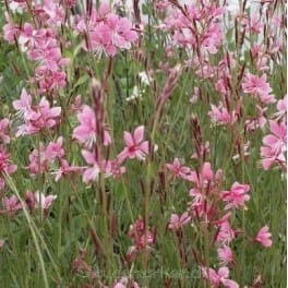 Pragtærte gaura staudebed fuld sol