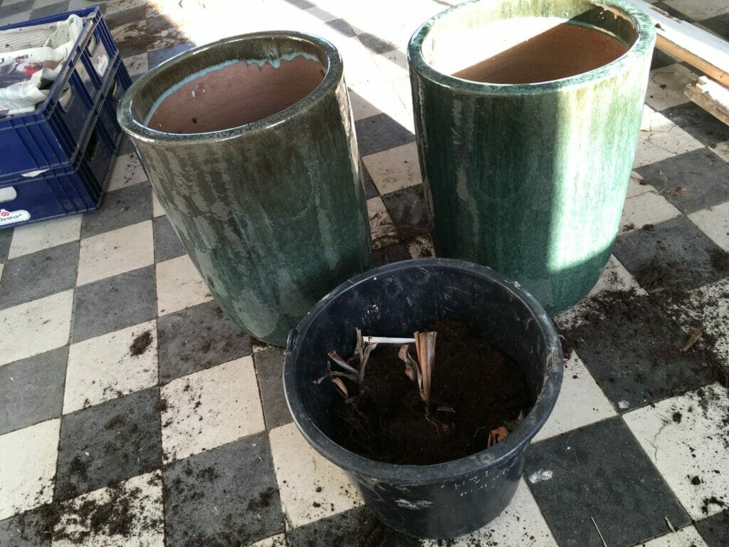 plantning af canna knolde