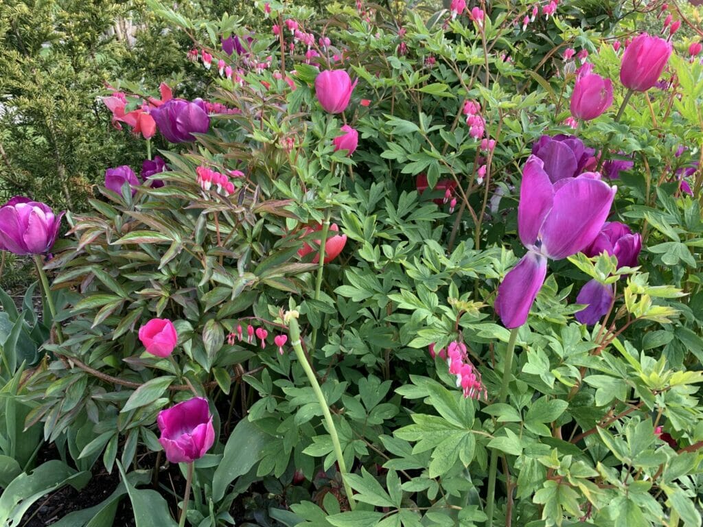 blomstrer tulipaner hvert år