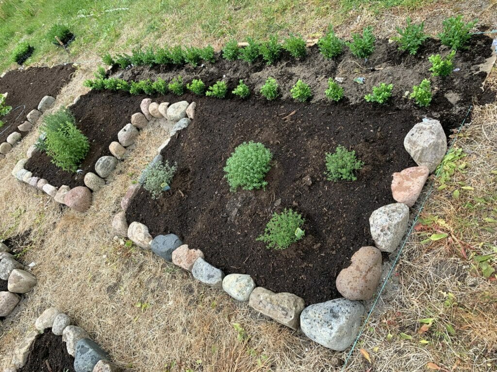 planting af buksbom hæk