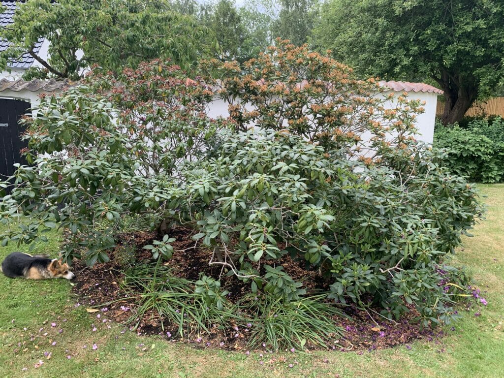 Beskæring af rhododendron