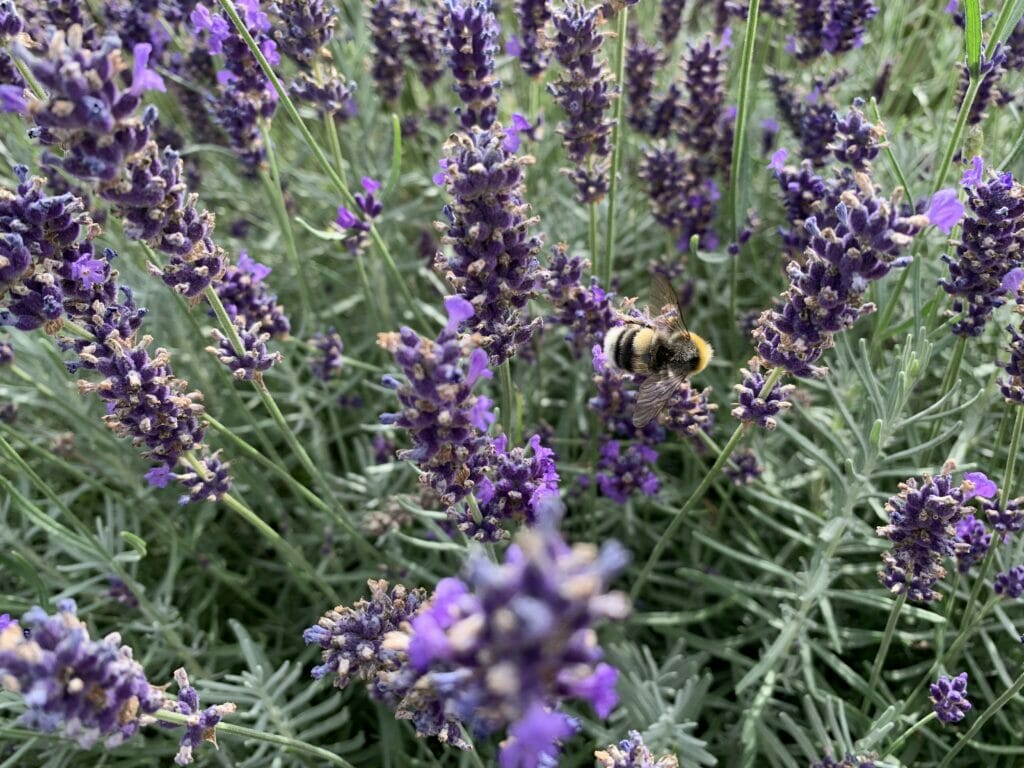 Brombasse lavendel