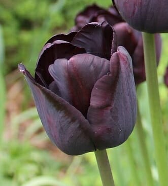 billige tulipaner sort