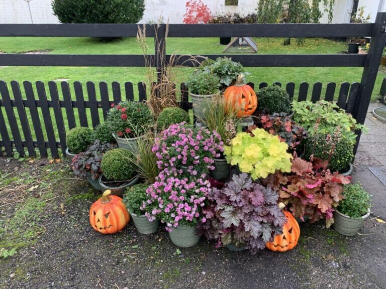 Efterårsblomster i haven. Flotte efterårsblomster i krukker