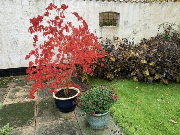 Efterårsblomster i haven. Flotte efterårsblomster i krukker