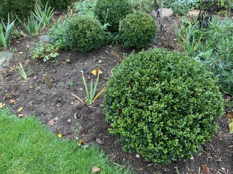 Gule blade på buksbom skyldes oftest gødning. Guide til flotte buksbom