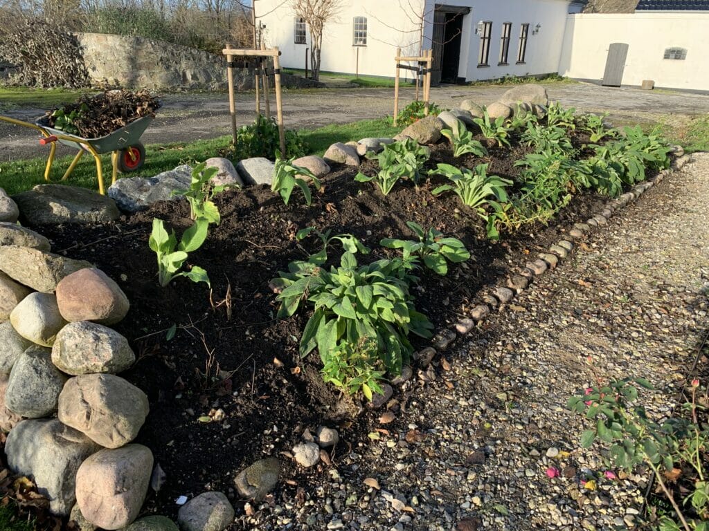 Plantning af fingerbøl udplantning