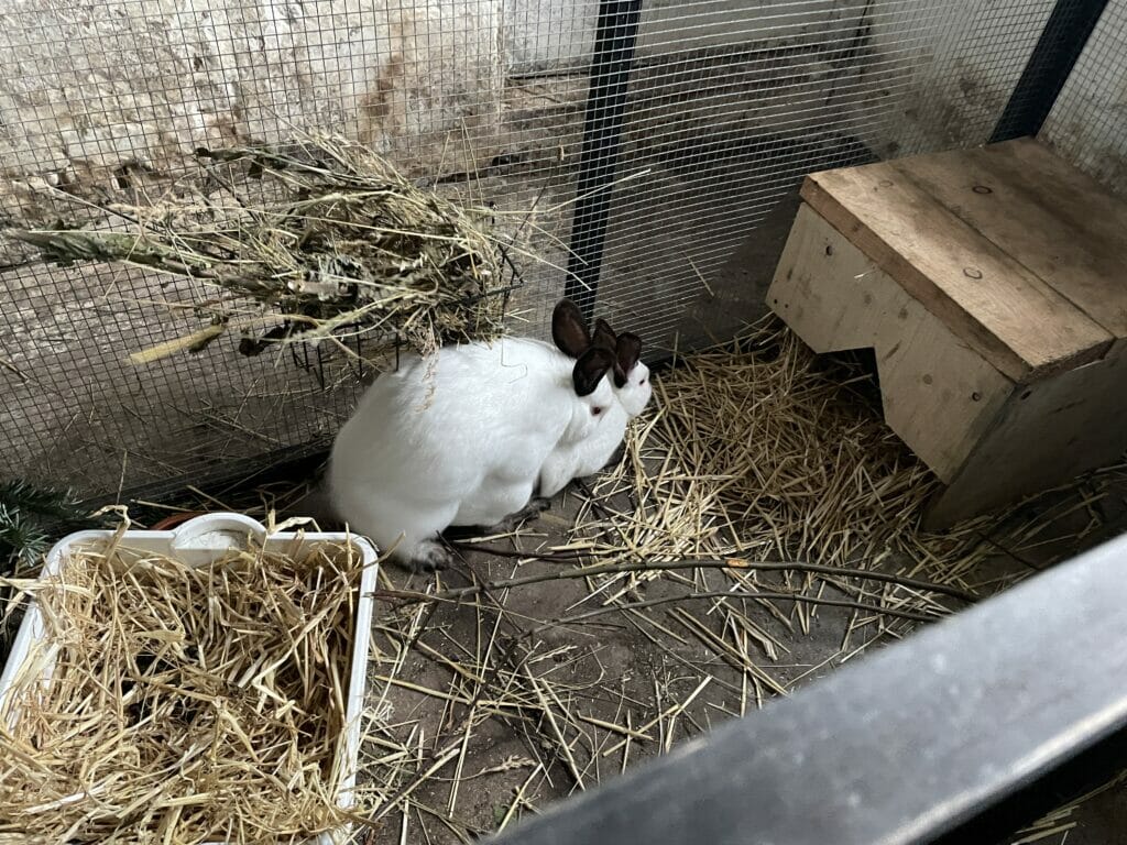kaninavl parring kaniner kanin