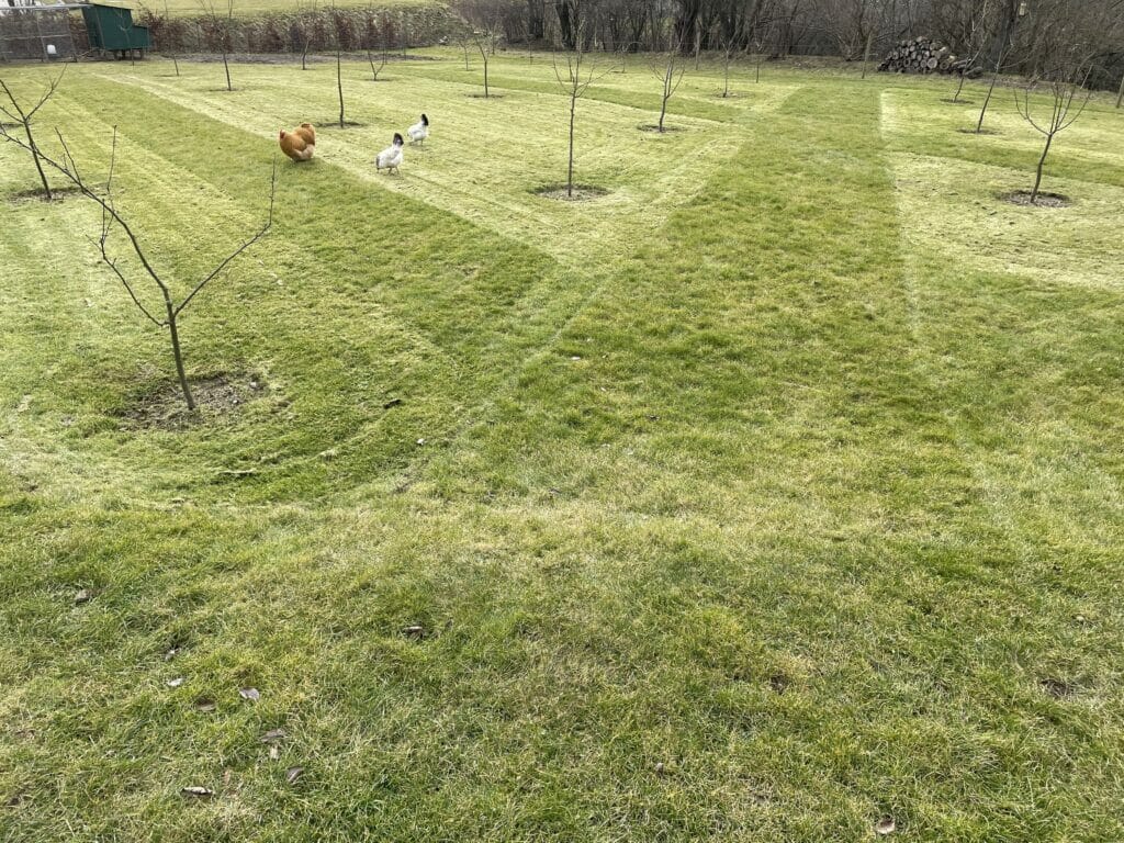 blomstereng på græsplæne