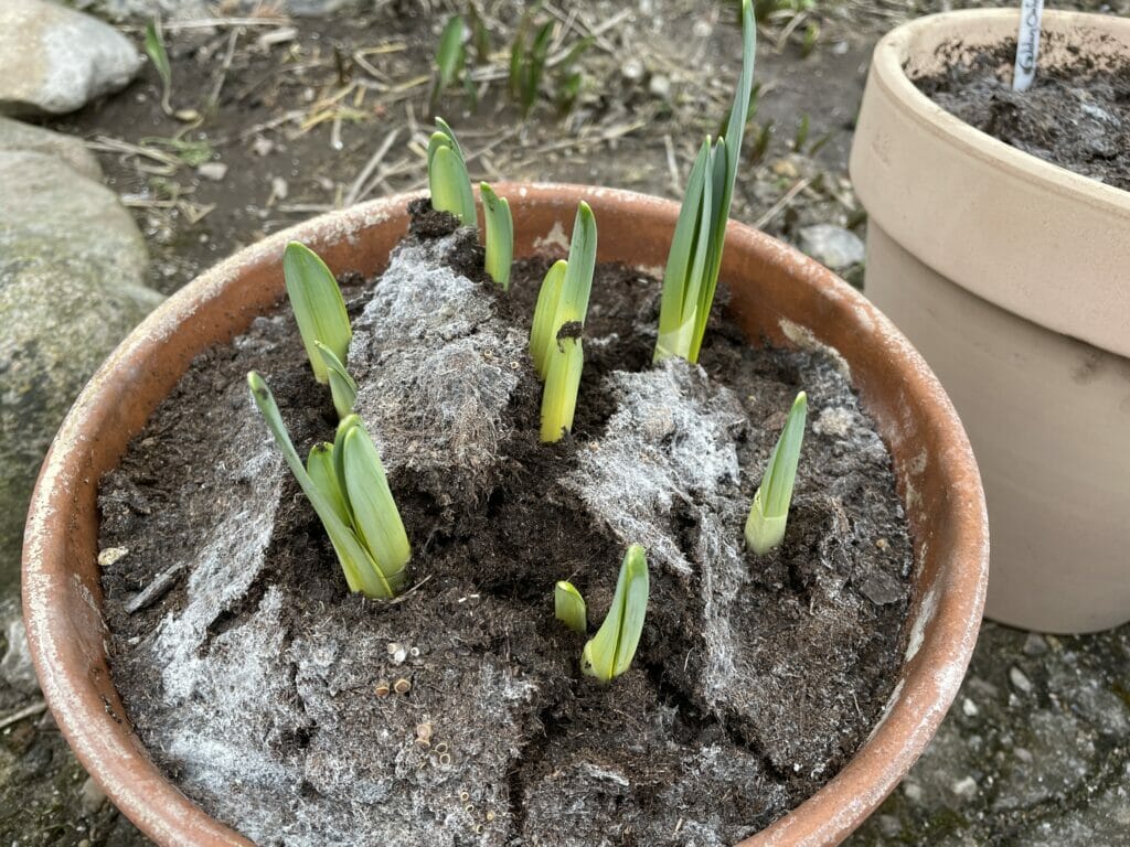 tulipanløg forårsløg krukker påskeliljer