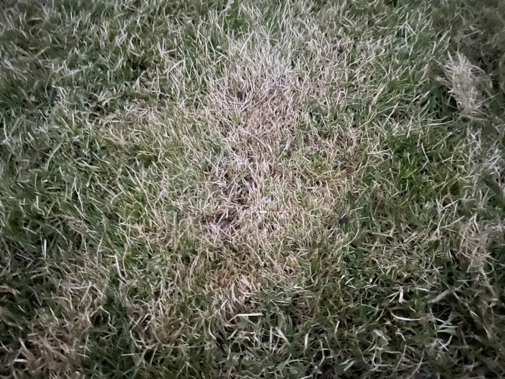 frostskader græs græsplæne bekæmp