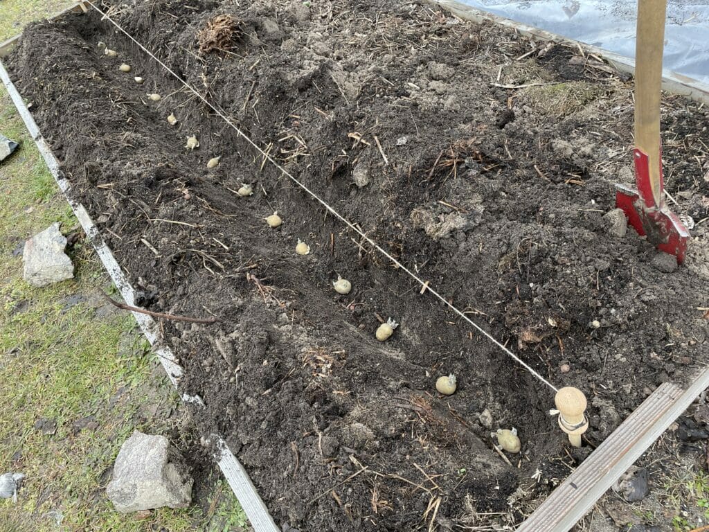 kartofler lægning dyrkning