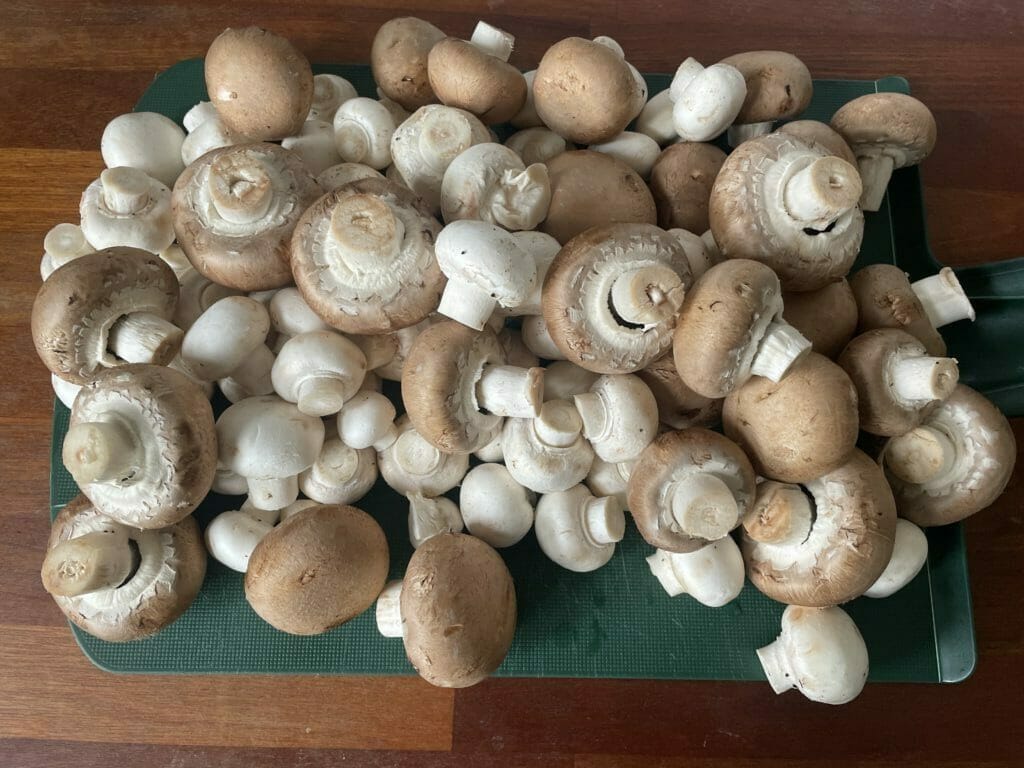 champignon tilberedning