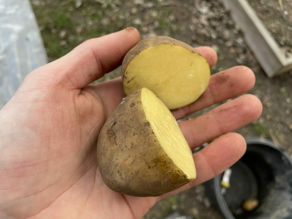 kartofler dyrkning billige læggekartofler