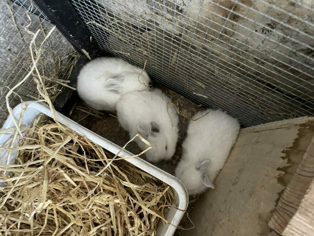 kaninunger kanin opdræt kaniner avl