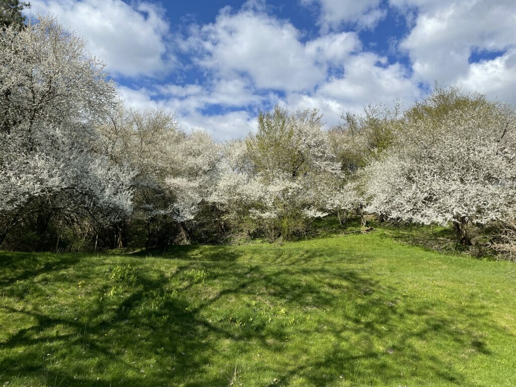 blomstrende træer hvide blomster