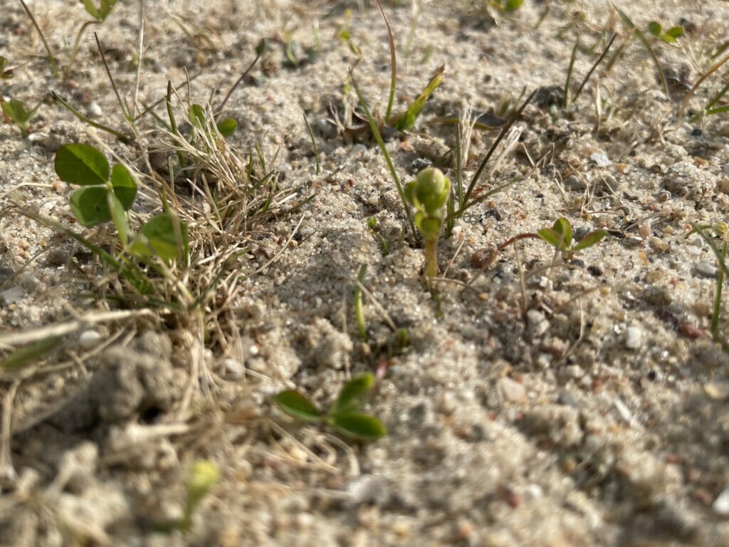 såning blomsterfrø vild have