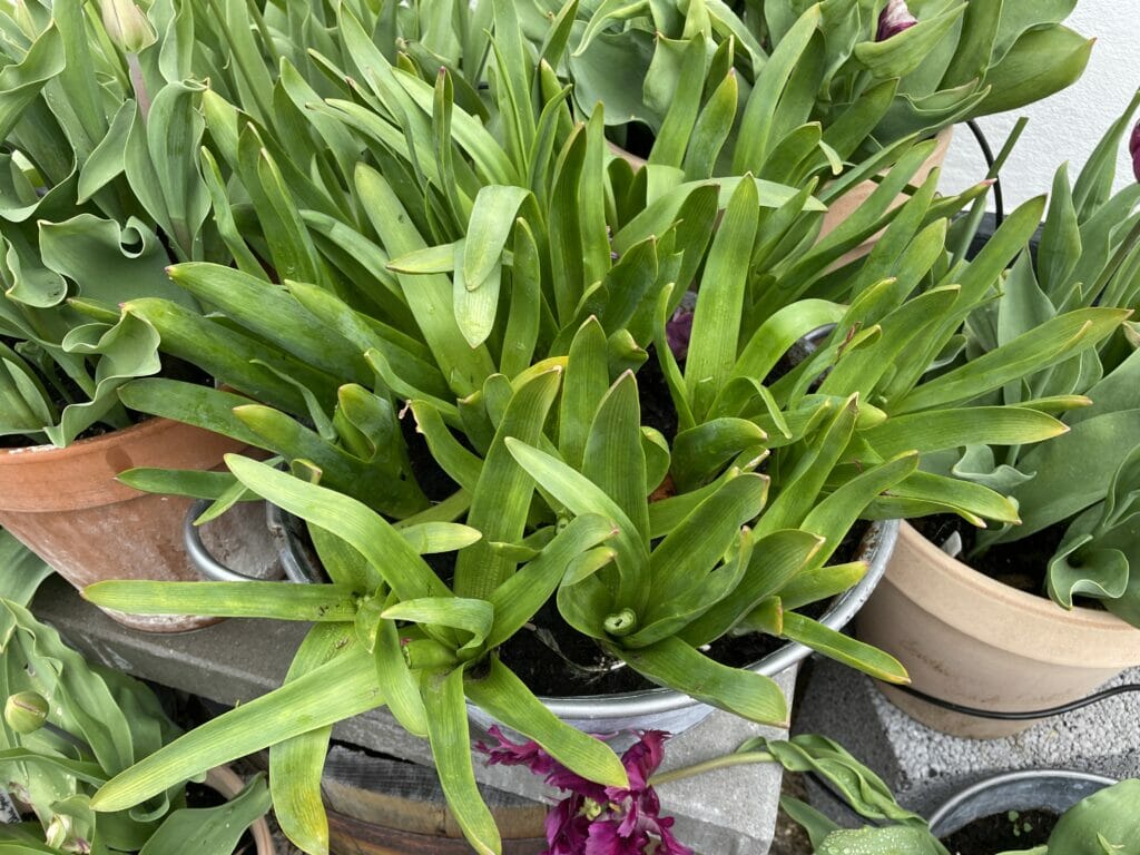 kommer hyacinter igen tæt blomst krukker