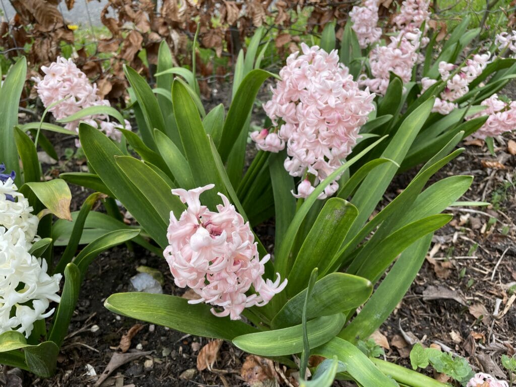 kommer hyacinter igen tæt blomst andet år