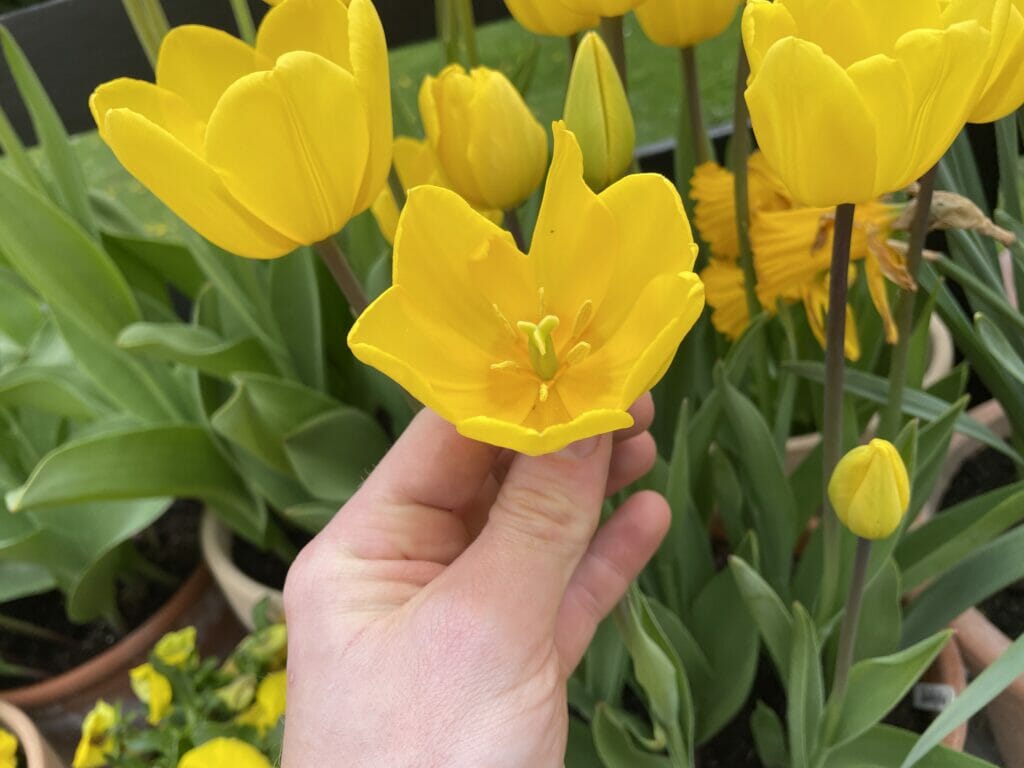 gul tulipan Jan Van Ness gule tulipanløg forårsløg