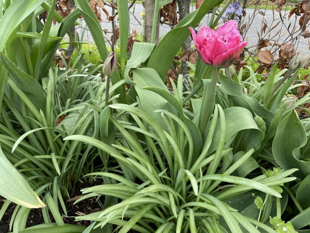 pink tulipan Queensland