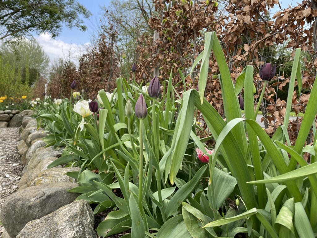 sort tulipan Queen of Night