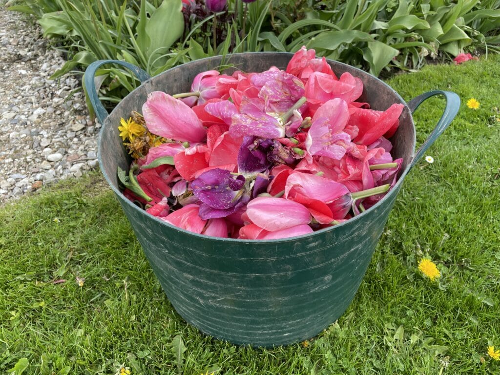 klip tulipaner ned flerårige tulipanløg sikre