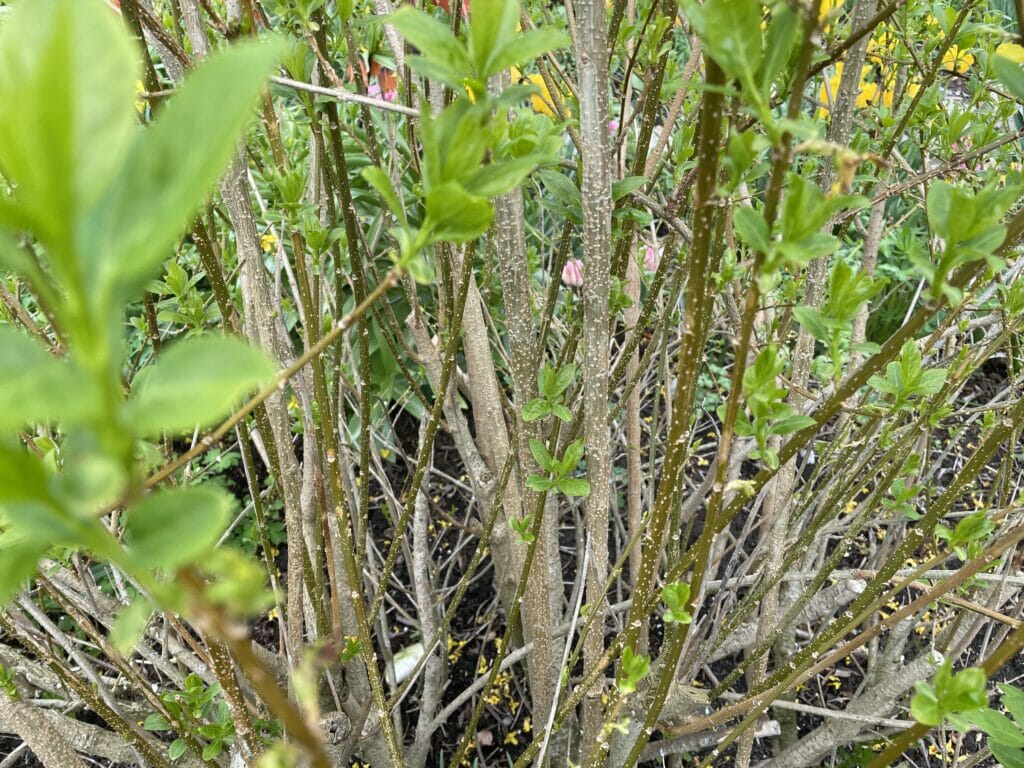 beskæring forsythia vårguld klip ned