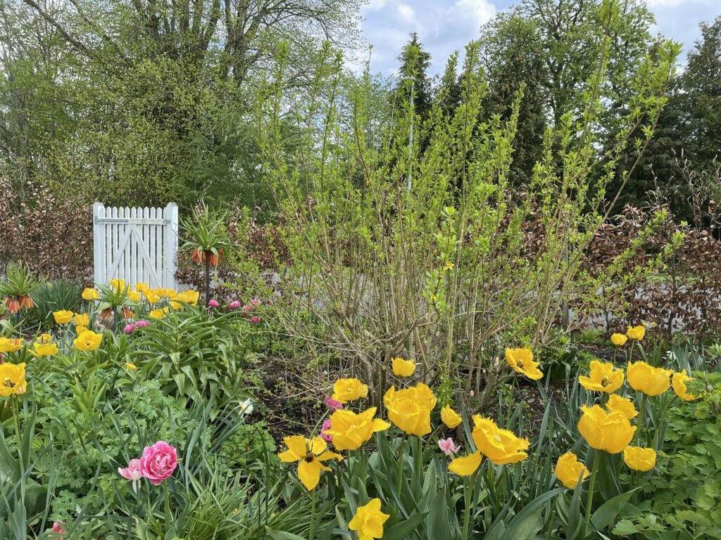 beskæring forsythia vårguld klip ned