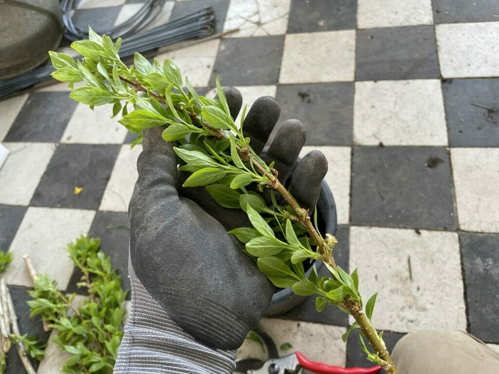 stiklinger af træer buske egne planter stikling