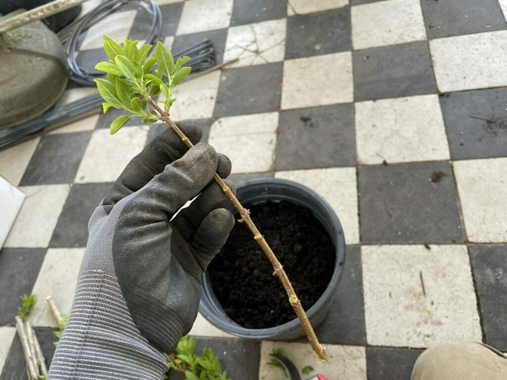 stiklinger af træer buske egne planter stikling