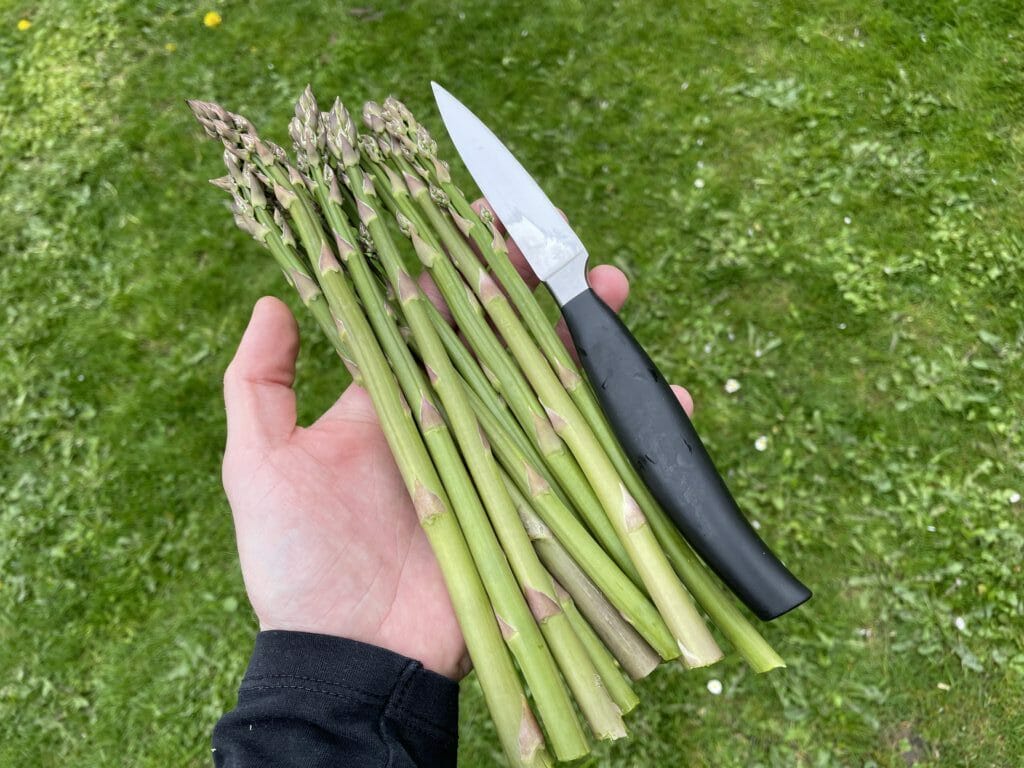 høst af asparges dyrkning aspargesbed køkkenhave
