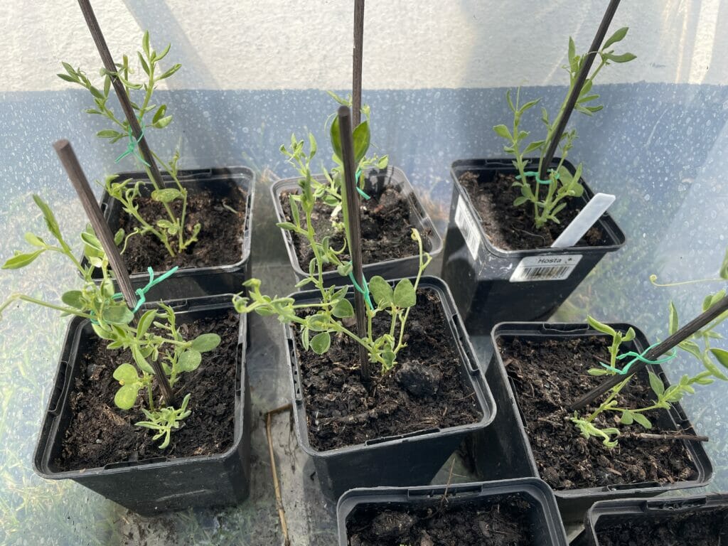 ærteblomster lathyrus forspiring såning dyrkning udplantnin