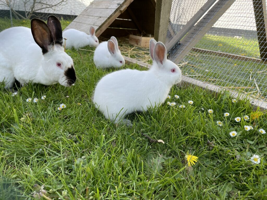 kanin kaniner kaninavl løbegård