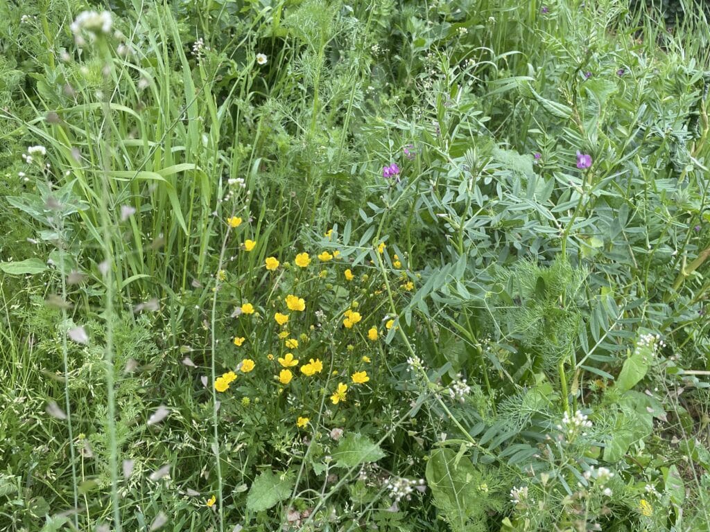 vild have blomstereng hjemmehørende blomster