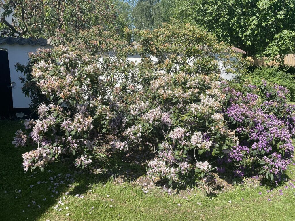 rhododendron blomstring rododendron beskæring