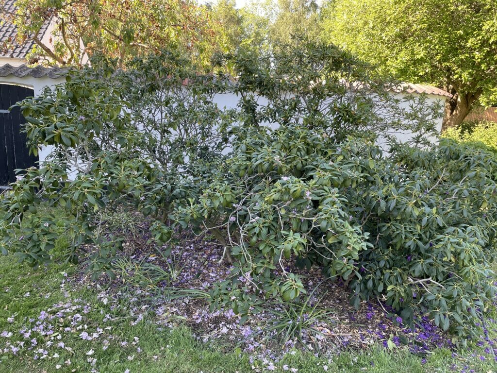 rhododendron rododendron stedegrøn